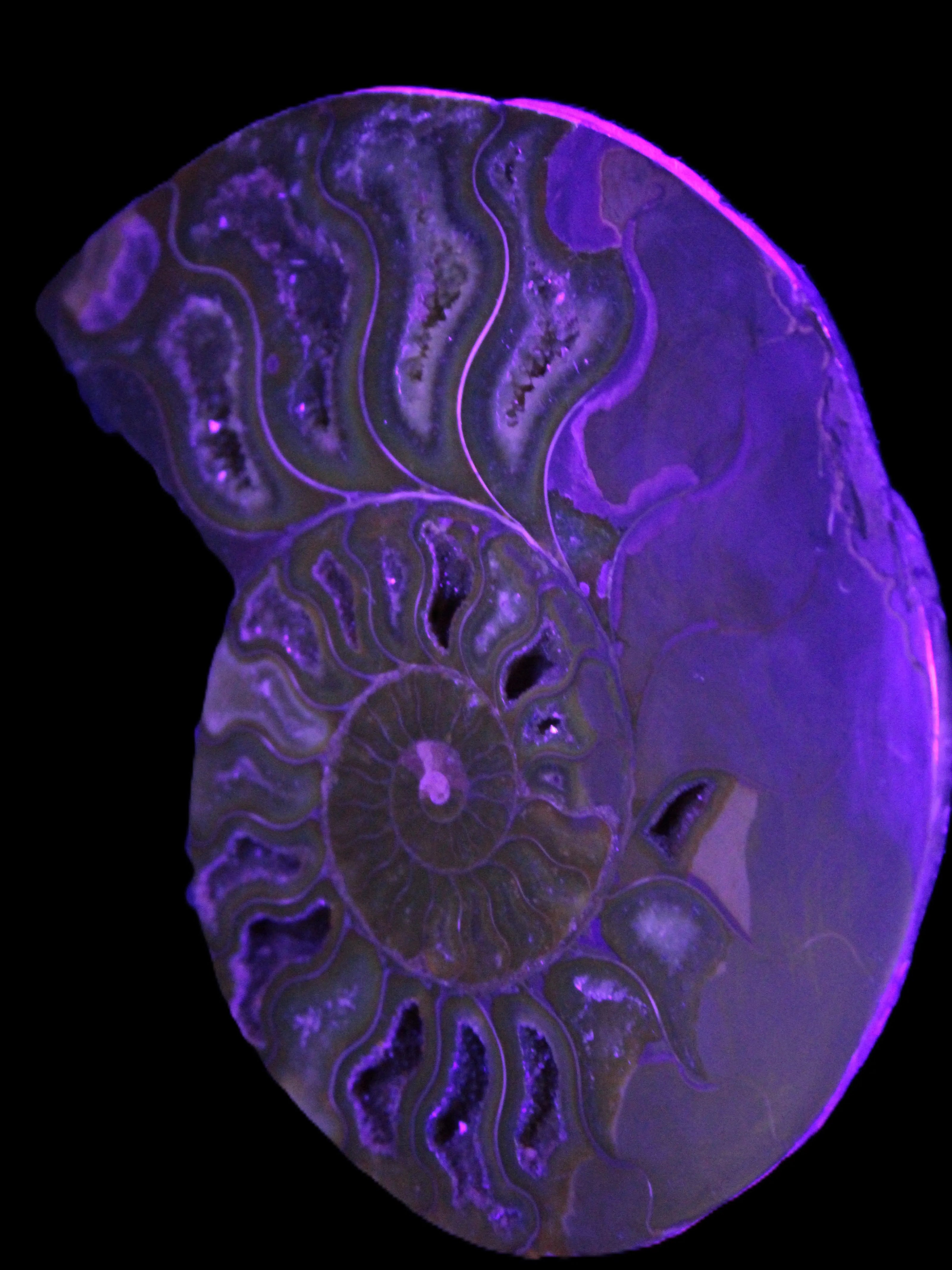 Big Ammonite section pair from Madagascar 435g Rocks and Things