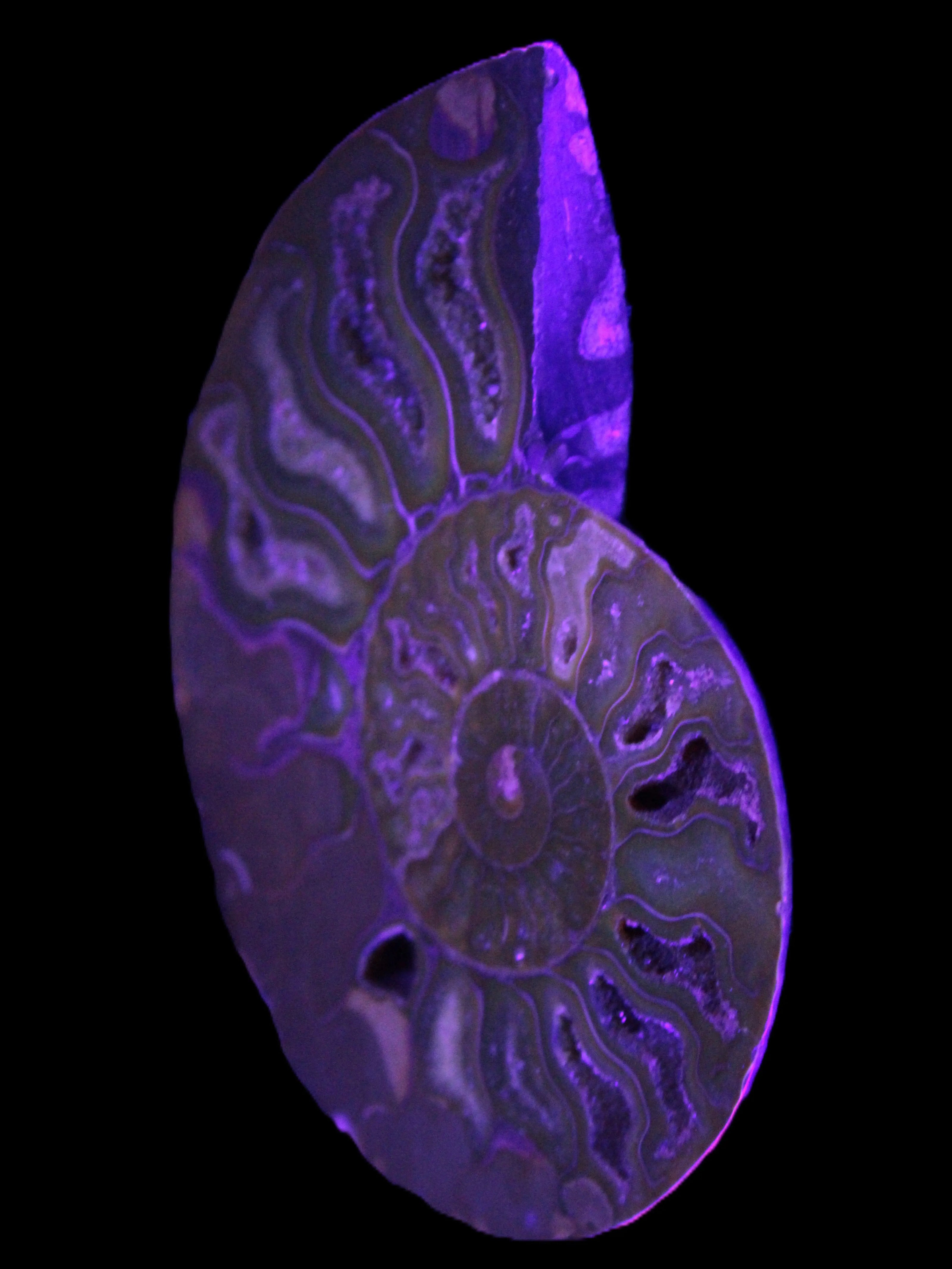 Big Ammonite section pair from Madagascar 435g Rocks and Things