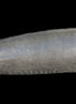 Black Tourmaline massage wand 101mm, 178g Rocks and Things