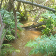 Britannia Creek 40 high-quality crystals clear mix 17g Rocks and Things