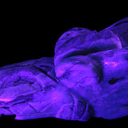 Caribbean Calcite hand-carved dragon's head 675g Rocks and Things Store