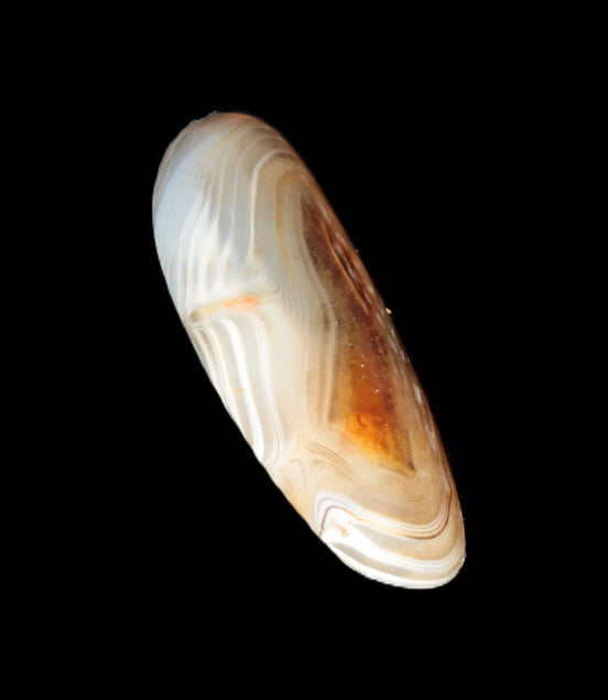 Crazy Lace Agate from Madagascar 20g Rocks and Things Store