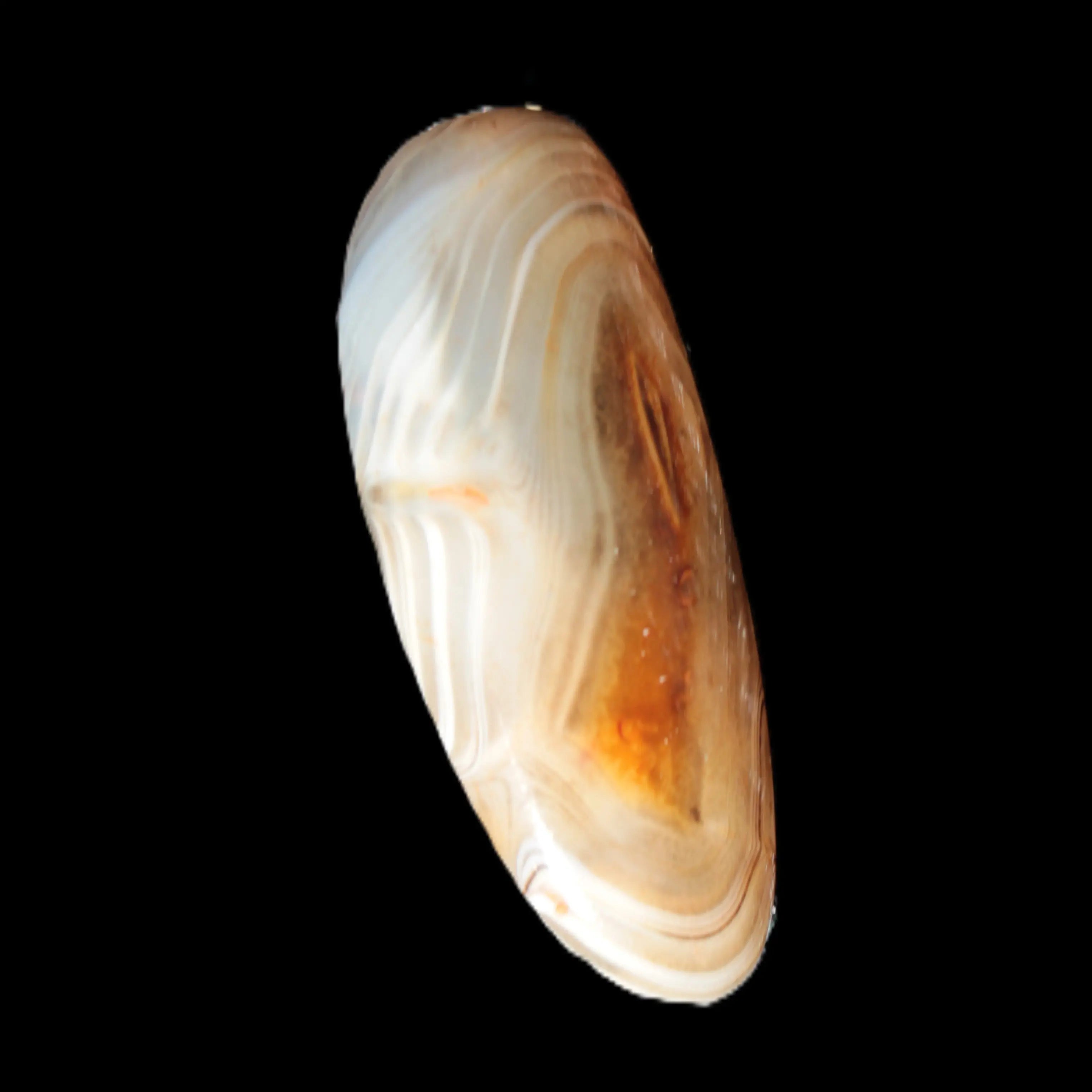 Crazy Lace Agate from Madagascar 20g Rocks and Things Store