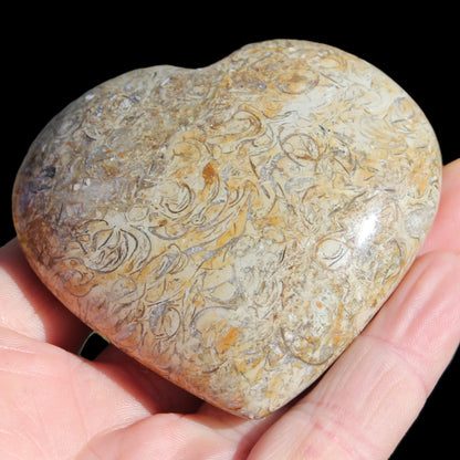 Dinosaur Bone Fossil heart from Madagascar 206g Rocks and Things