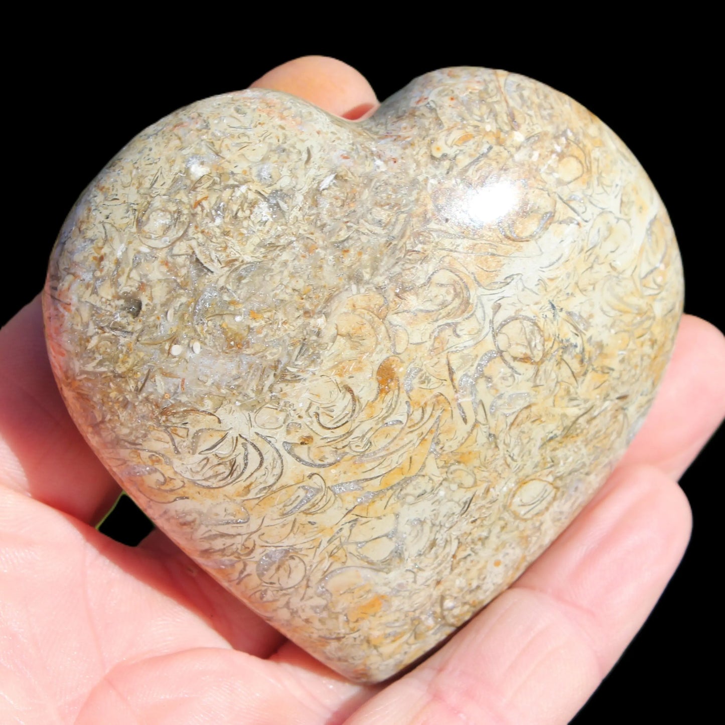 Dinosaur Bone Fossil heart from Madagascar 206g Rocks and Things