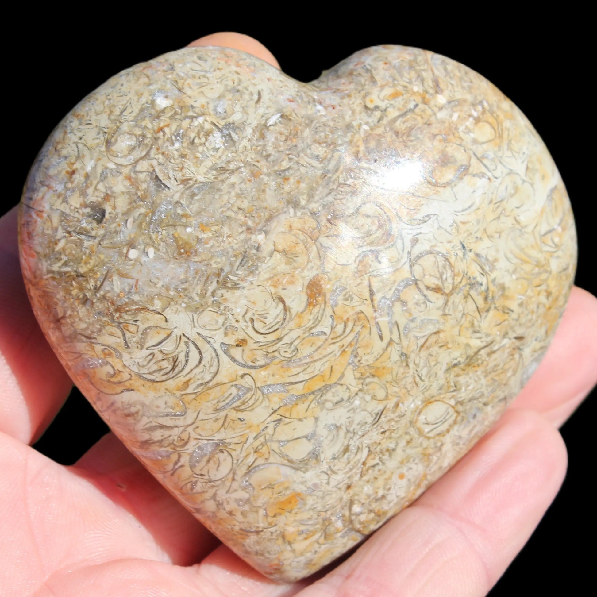 Dinosaur Bone Fossil heart from Madagascar 206g Rocks and Things