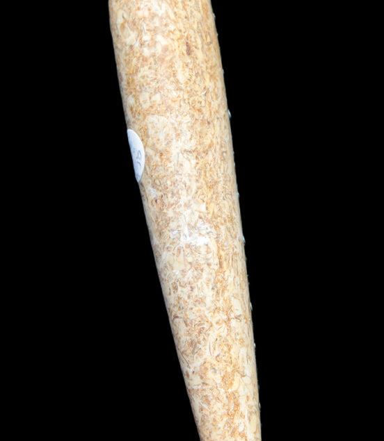 Dinosaur Bone Fossil massage wand from Madagascar 140mm 134g Rocks and Things Store