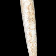 Dinosaur Bone Fossil massage wand from Madagascar 140mm 134g Rocks and Things Store