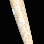 Dinosaur Bone Fossil massage wand from Madagascar 140mm 134g Rocks and Things Store