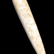 Dinosaur Bone Fossil massage wand from Madagascar 140mm 134g Rocks and Things Store