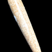 Dinosaur Bone Fossil massage wand from Madagascar 140mm 134g Rocks and Things Store