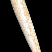 Dinosaur Bone Fossil massage wand from Madagascar 140mm 134g Rocks and Things Store