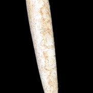 Dinosaur Bone Fossil massage wand from Madagascar 140mm 134g Rocks and Things Store