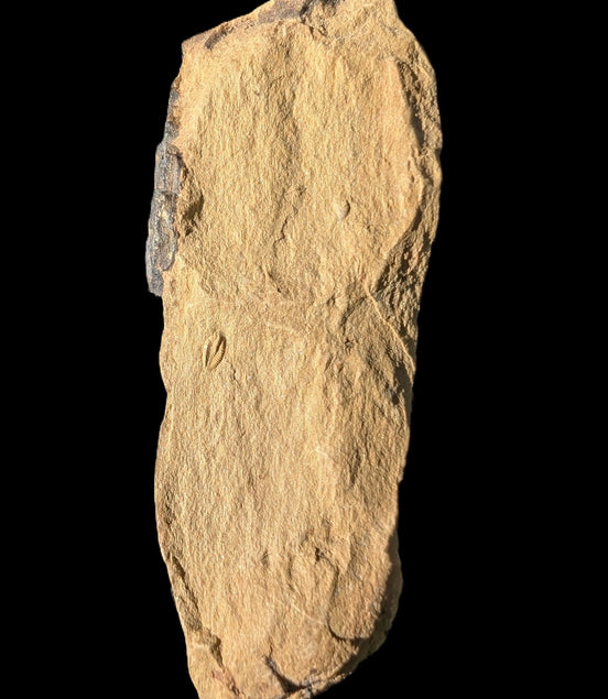 Early Trilobite 3mm in Precambrian siltstone 60mm 21g Rocks and Things Store