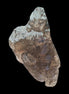 Etched Smoky Quartz from Himalaya 21g in sunlight - Rocks and Things Store