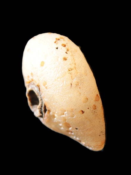 Gobi Agate Eyes specimen from Mongolia 40*30*16mm 24.5g Rocks and Things Store
