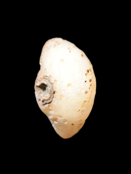 Gobi Agate Eyes specimen from Mongolia 40*30*16mm 24.5g Rocks and Things Store