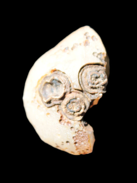 Gobi Agate Eyes specimen from Mongolia 40*30*16mm 24.5g Rocks and Things Store