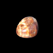 Chocolate Calcite polished stone 11-15g Rocks and Things Store