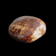 Dark Chocolate Calcite tumble polished stone 25-30mm 8-10g Rocks and Things Store