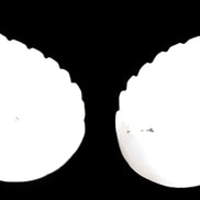 Mangano Calcite angel wings 60/62*115mm (178g & 192g) 380g Rocks and Things Store