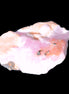 Pink Aragonite specimen from Pakistan 44*13*30mm 21.1g in bright sunlight - Rocks and Things Store
