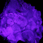 Blue Aragonite Caribbean Calcite specimen 95*55*93mm 343g in UV light - Rocks and Things Store