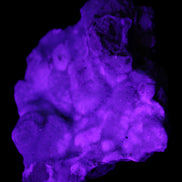 Blue Aragonite Caribbean Calcite specimen 95*55*93mm 343g in UV light - Rocks and Things Store