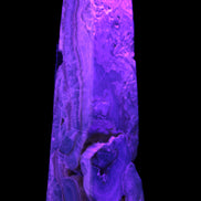 Caribbean Calcite obelisk 228*55*67mm 1554g in UV light - Rocks and Things Store