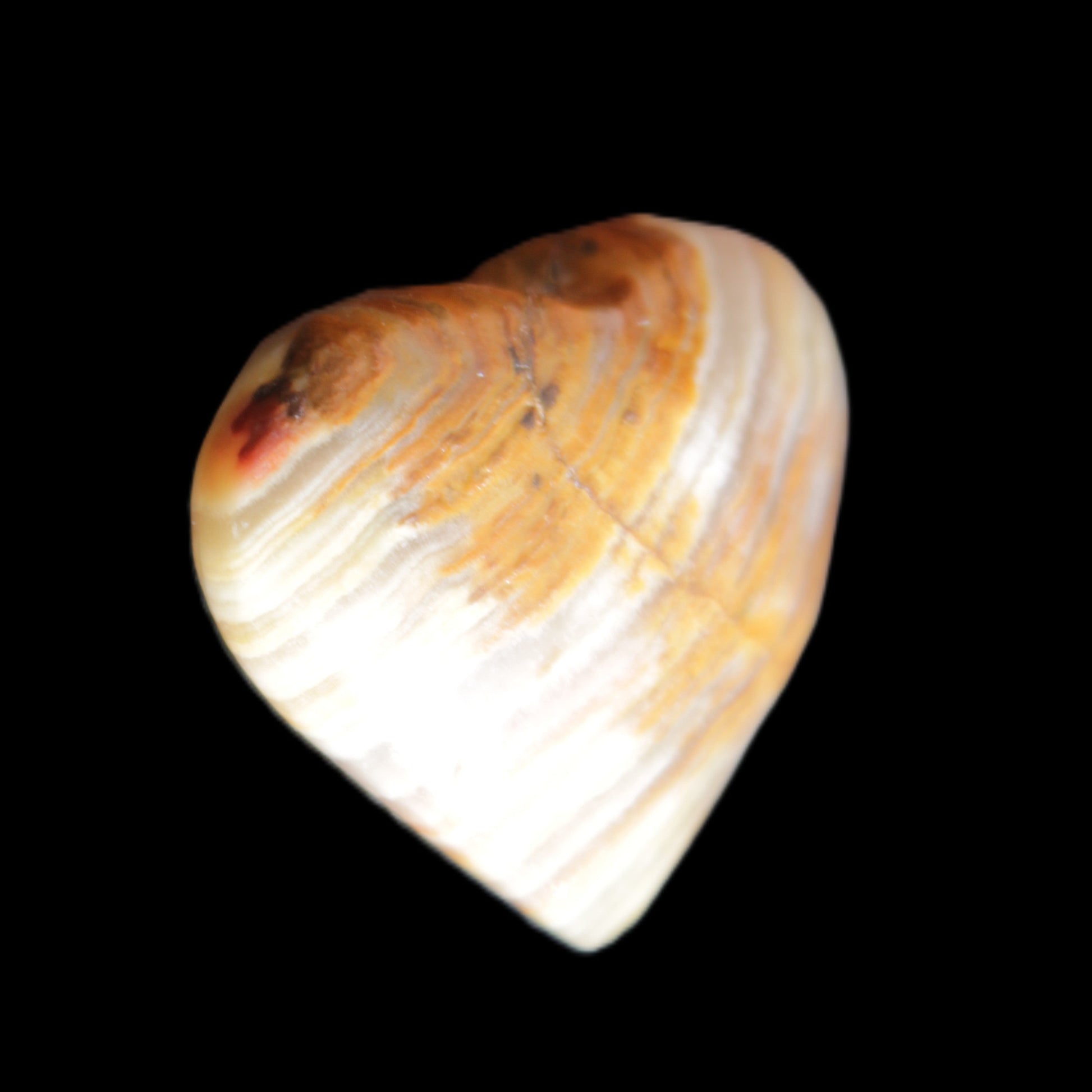Afghan Jade heart 29mm 12.2g in sunlight - Rocks and Things Store