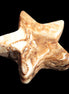 Chocolate Star Calcite 58*19mm 101.2g Rocks and Things Store