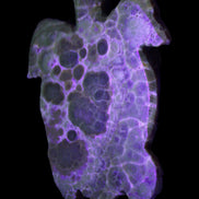 Chocolate Calcite hand-carved tortoise 130mm*21*90mm 264.8g in UV light - Rocks and Things Store