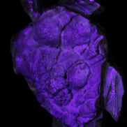 Chocolate Calcite hand-carved tortoise 130mm*21*90mm 264.8g in UV light - Rocks and Things Store