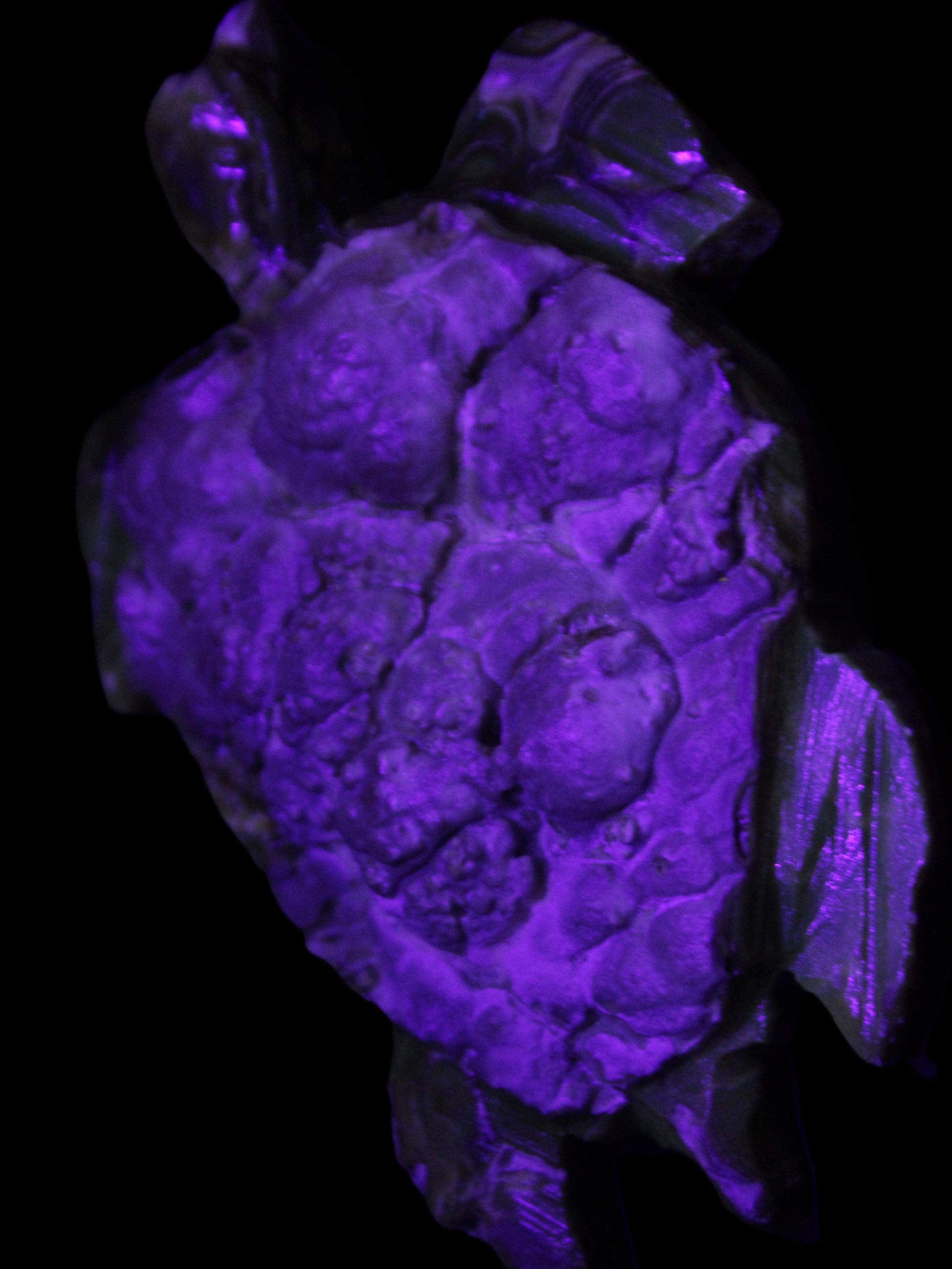 Chocolate Calcite hand-carved tortoise 130mm*21*90mm 264.8g in UV light - Rocks and Things Store