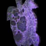 Chocolate Calcite hand-carved tortoise 130mm*21*90mm 264.8g in UV light - Rocks and Things Store