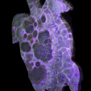 Chocolate Calcite hand-carved tortoise 130mm*21*90mm 264.8g in UV light - Rocks and Things Store