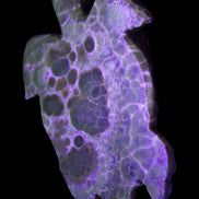 Chocolate Calcite hand-carved tortoise 130mm*21*90mm 264.8g in UV light - Rocks and Things Store