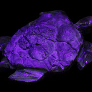 Chocolate Calcite hand-carved tortoise 130mm*21*90mm 264.8g in UV light - Rocks and Things Store
