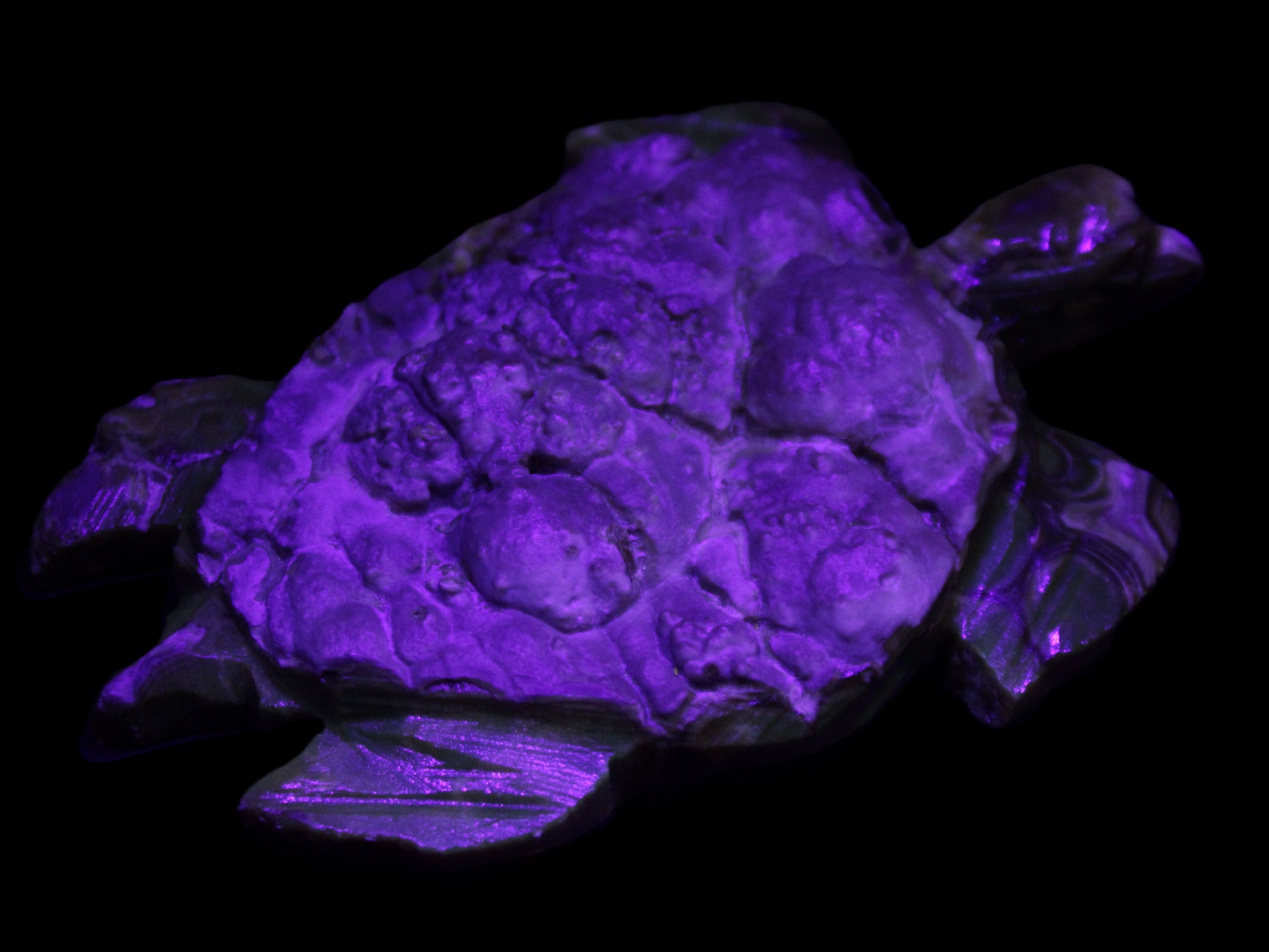Chocolate Calcite hand-carved tortoise 130mm*21*90mm 264.8g in UV light - Rocks and Things Store