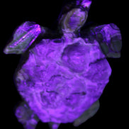 Chocolate Calcite hand-carved tortoise 130mm*21*90mm 264.8g in UV light - Rocks and Things Store