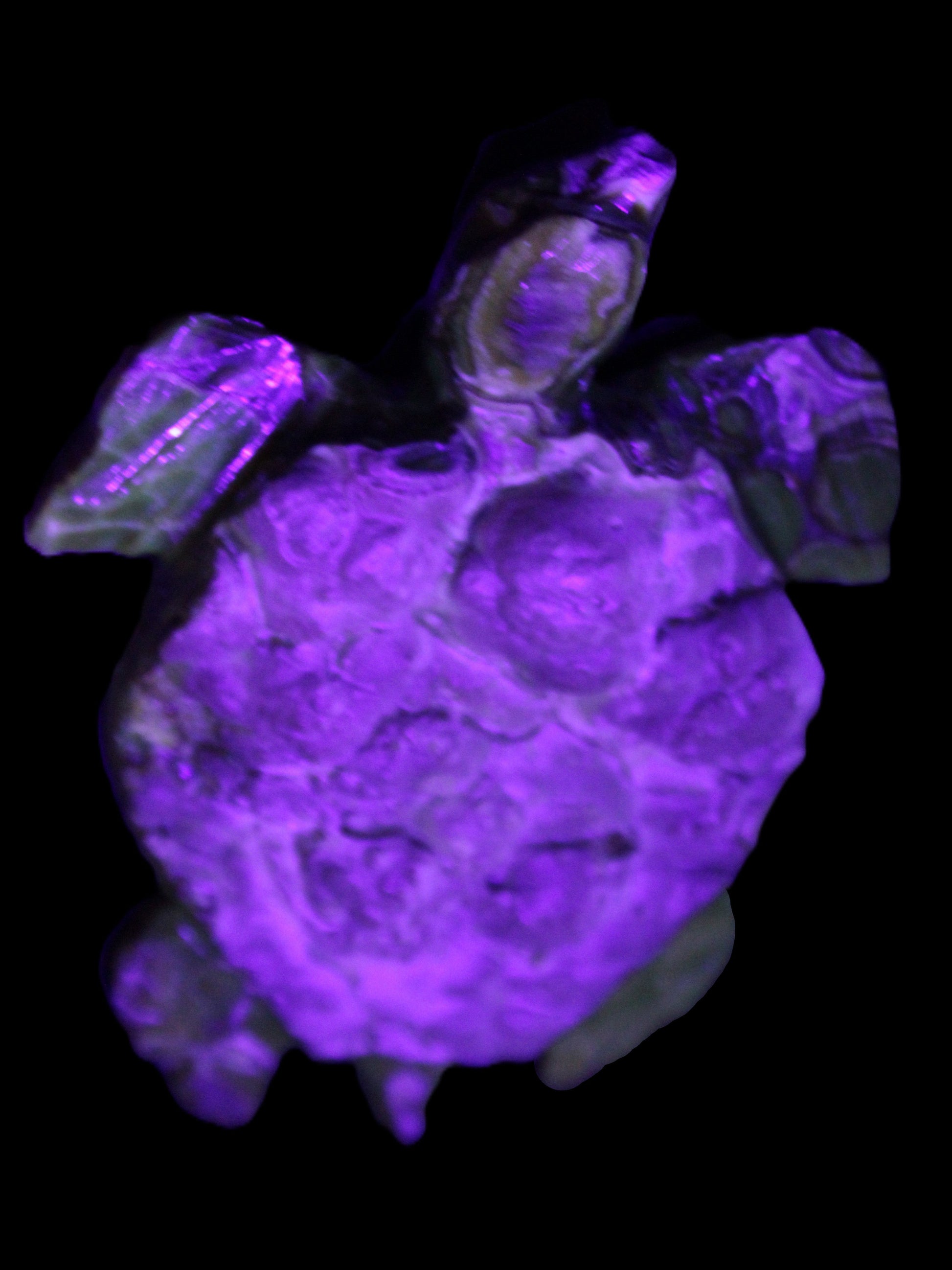 Chocolate Calcite hand-carved tortoise 130mm*21*90mm 264.8g in UV light - Rocks and Things Store