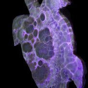 Chocolate Calcite hand-carved tortoise 130mm*21*90mm 264.8g in UV light - Rocks and Things Store