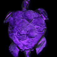 Chocolate Calcite hand-carved tortoise 130mm*21*90mm 264.8g in UV light - Rocks and Things Store