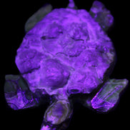 Chocolate Calcite hand-carved tortoise 130mm*21*90mm 264.8g in UV light - Rocks and Things Store