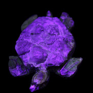 Chocolate Calcite hand-carved tortoise 130mm*21*90mm 264.8g in UV light - Rocks and Things Store