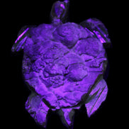 Chocolate Calcite hand-carved tortoise 130mm*21*90mm 264.8g in UV light - Rocks and Things Store
