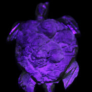 Chocolate Calcite hand-carved tortoise 130mm*21*90mm 264.8g in UV light - Rocks and Things Store