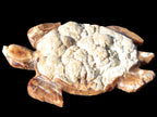 Chocolate Calcite hand-carved tortoise 130mm*21*90mm 264.8g in bright sunshine - Rocks and Things Store