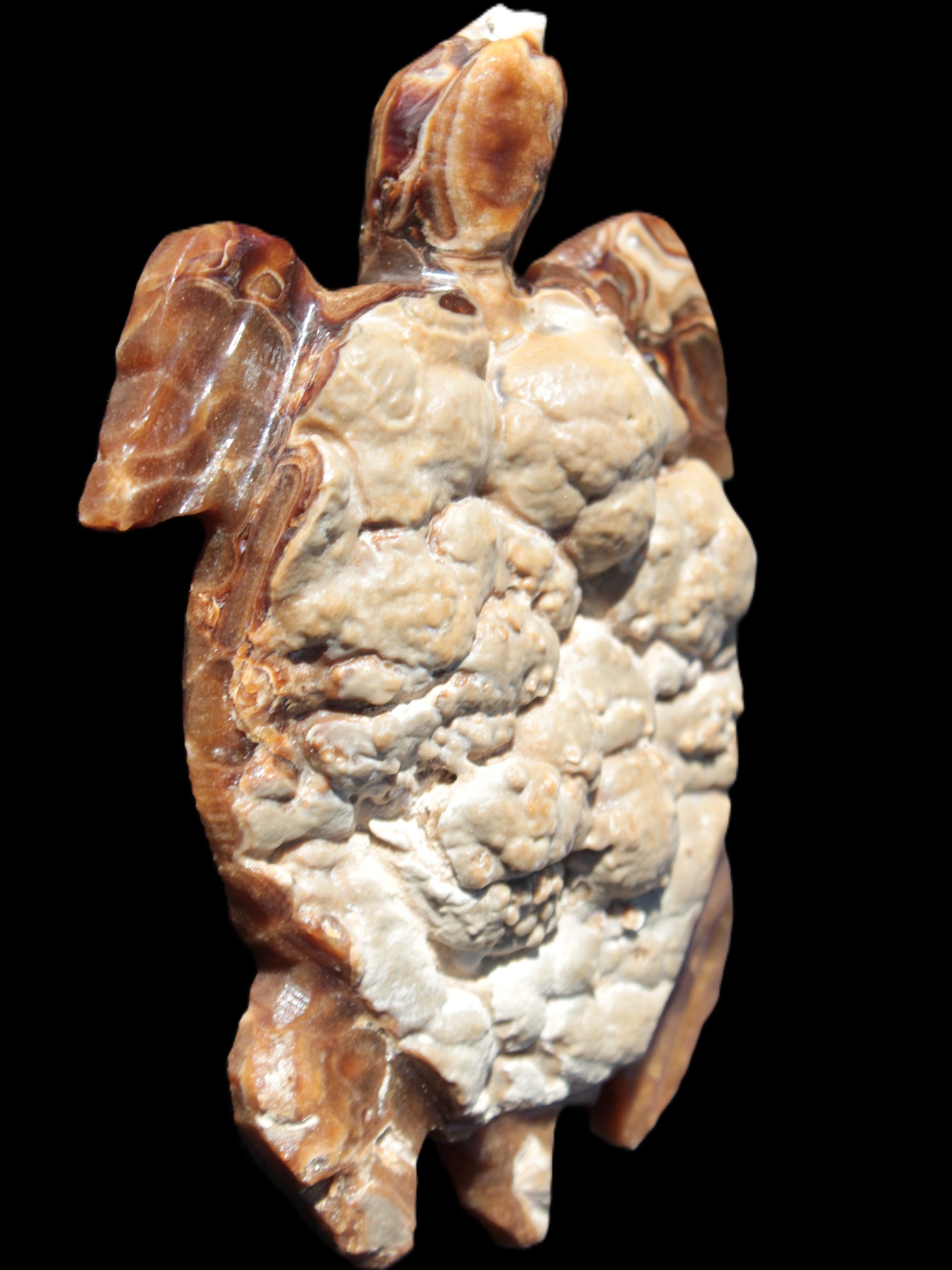 Chocolate Calcite hand-carved tortoise 130mm*21*90mm 264.8g in bright sunshine - Rocks and Things Store