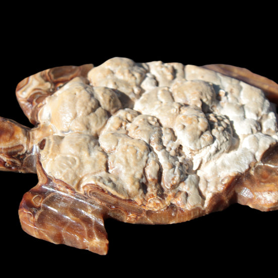 Chocolate Calcite hand-carved tortoise 130mm*21*90mm 264.8g in sunlight - Rocks and Things Store